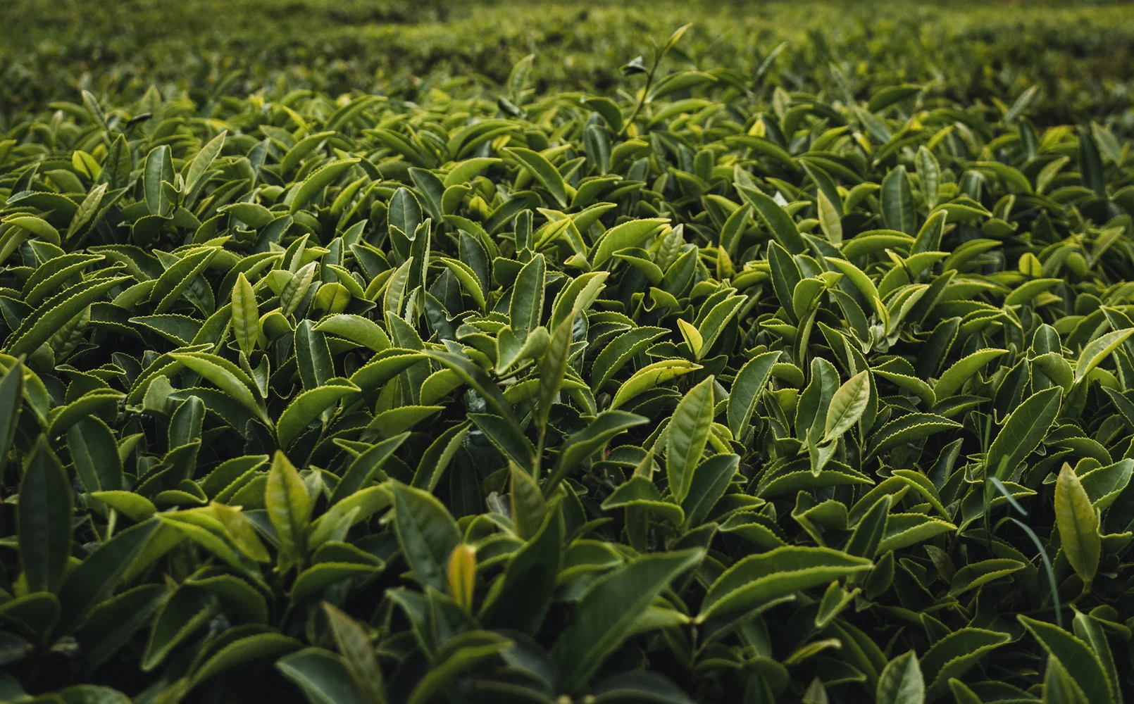 Freshly brewed cup of Indri Chai kadak tea