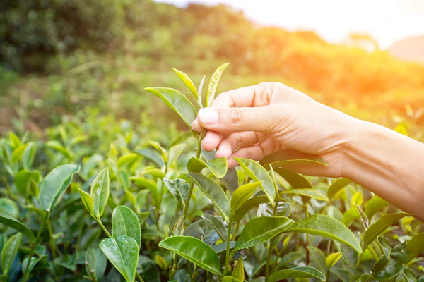 Handpicked Assam tea leaves used in Indri Chai blends
